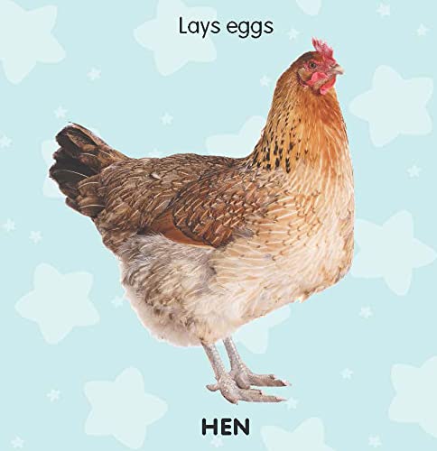 Dreamland Touch & Feel-Farm Animals