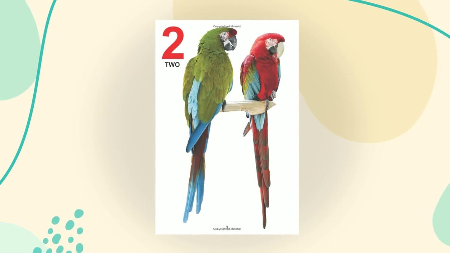 Dreamland My Jumbo Book of Numbers