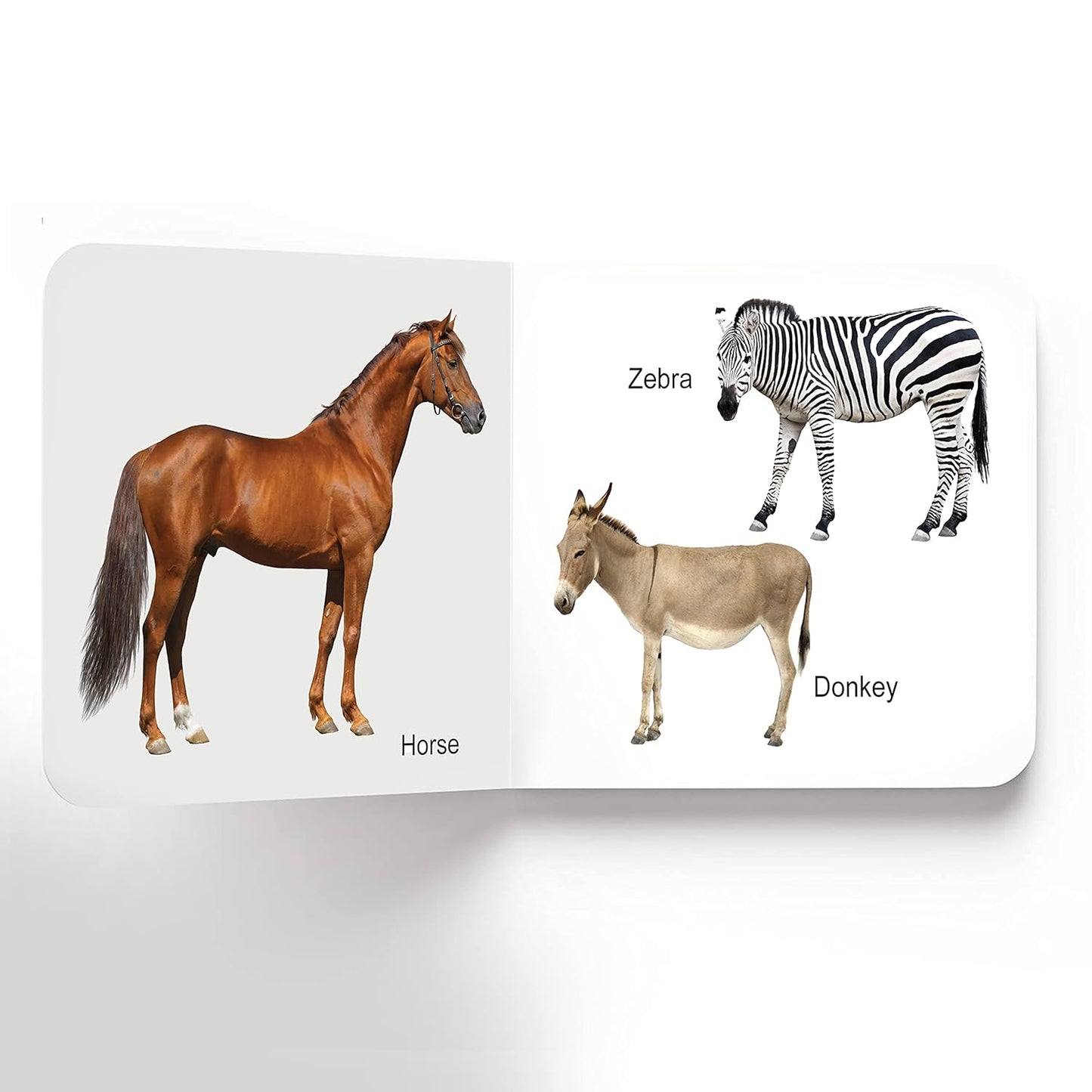 Dreamland Lovely Board Book Pack - Set of 10 Books