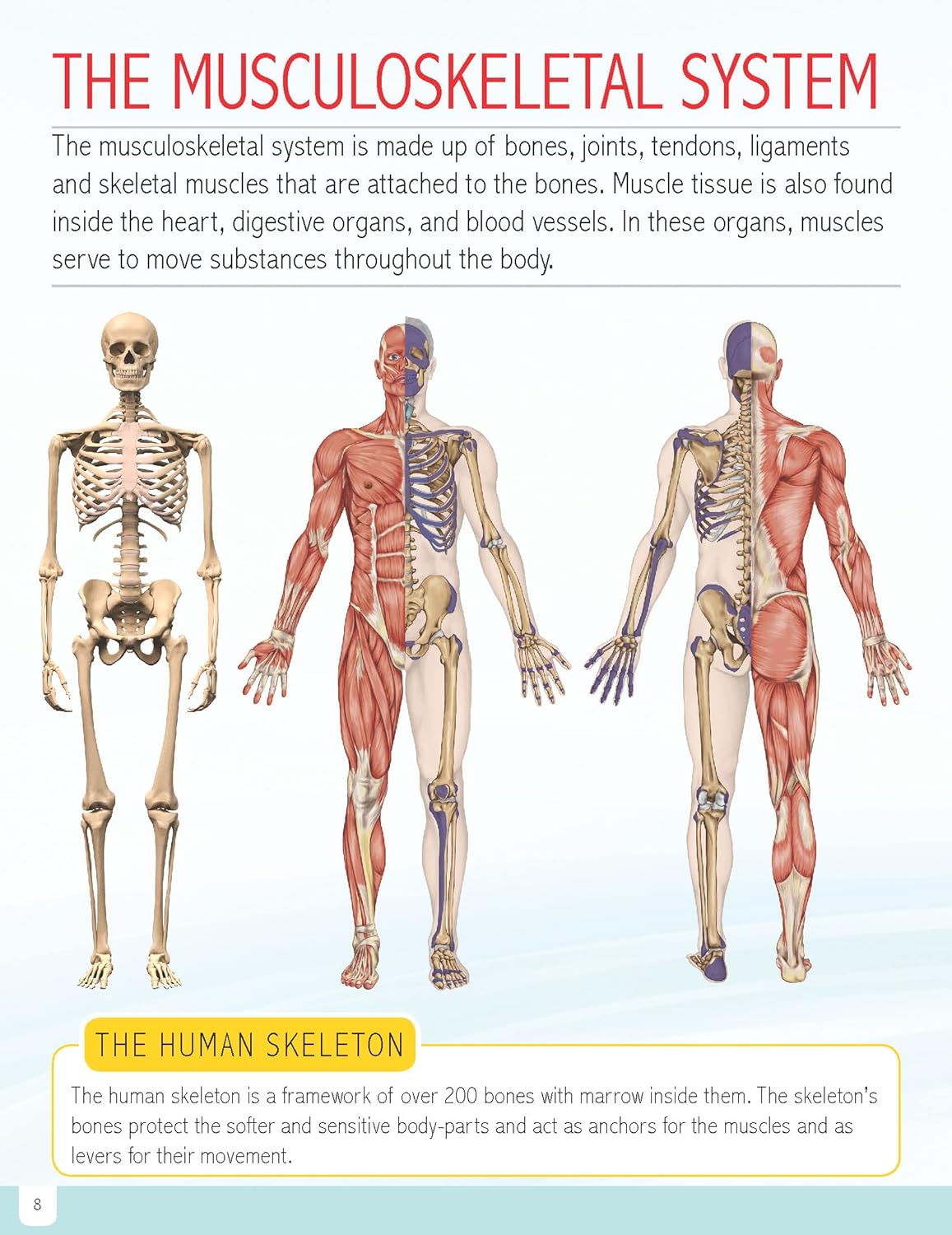 Dreamland Human Body Mini-Pedia for Kids 5-15 Years