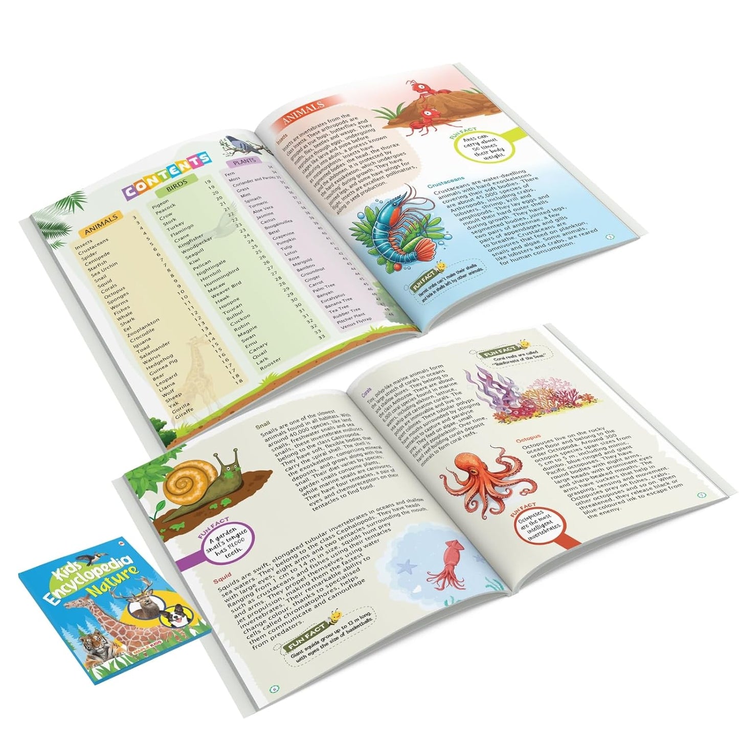 Maple Kids Encyclopedia - Nature - Knowledge Book for Kids - Picture Book for Kids. Paperback