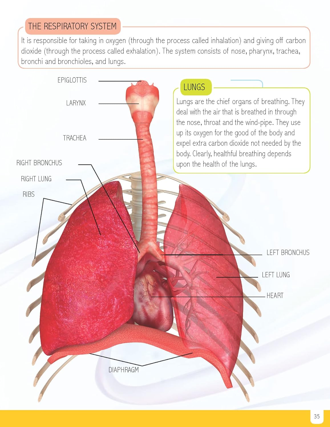 Dreamland Human Body Mini-Pedia for Kids 5-15 Years