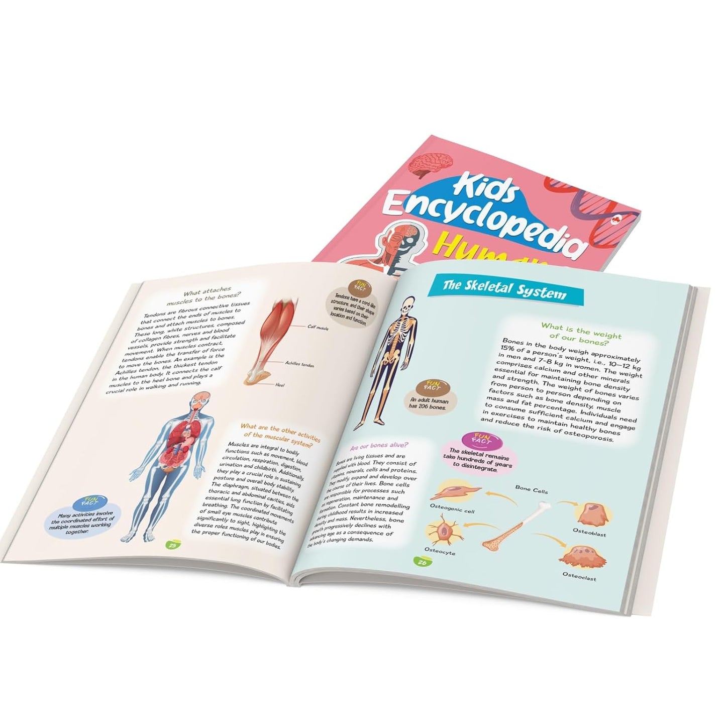 Maple Kids Encyclopedia - Human Body - Questions and Answer with Pictures - Knowledge Books for Kids