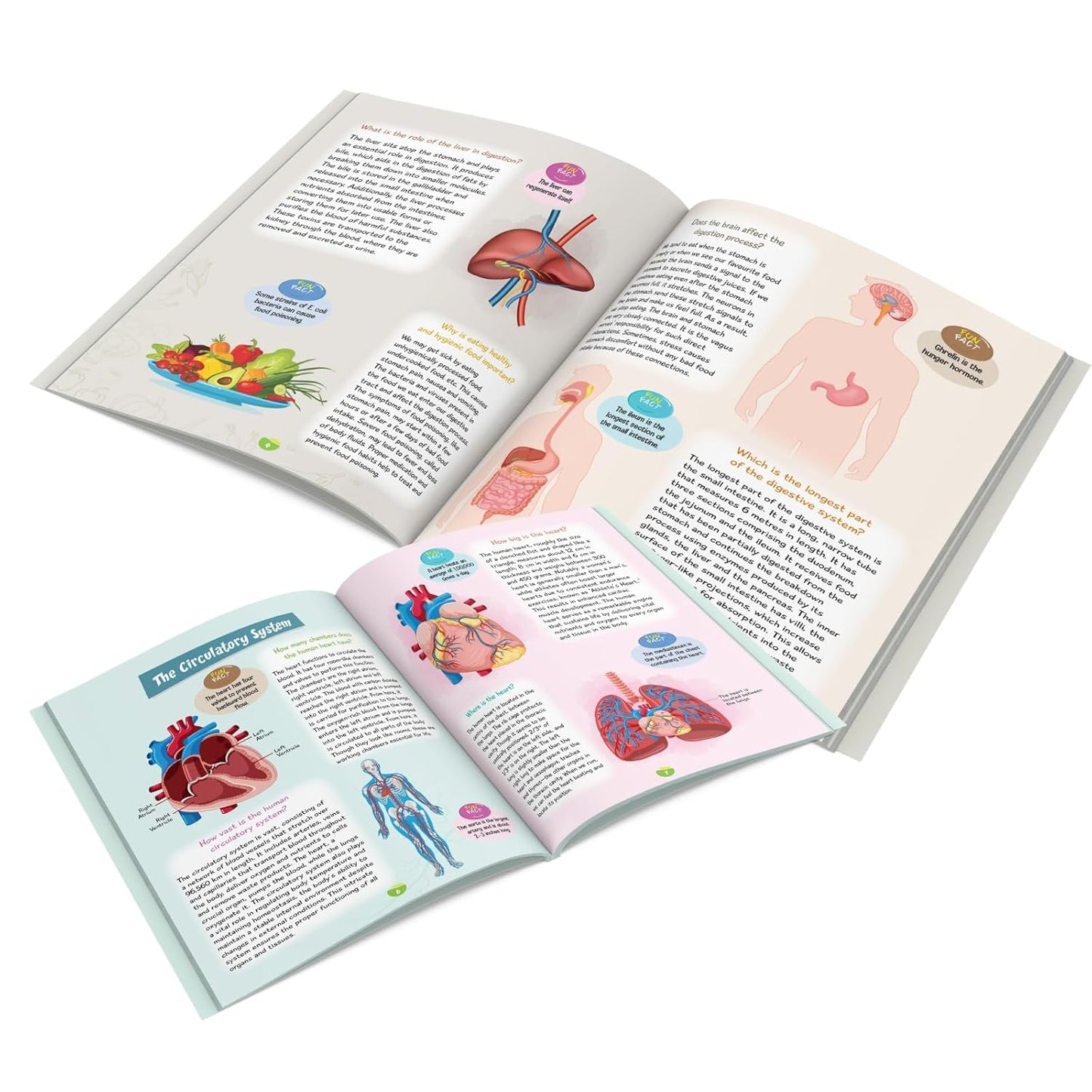 Maple Kids Encyclopedia - Human Body - Questions and Answer with Pictures - Knowledge Books for Kids