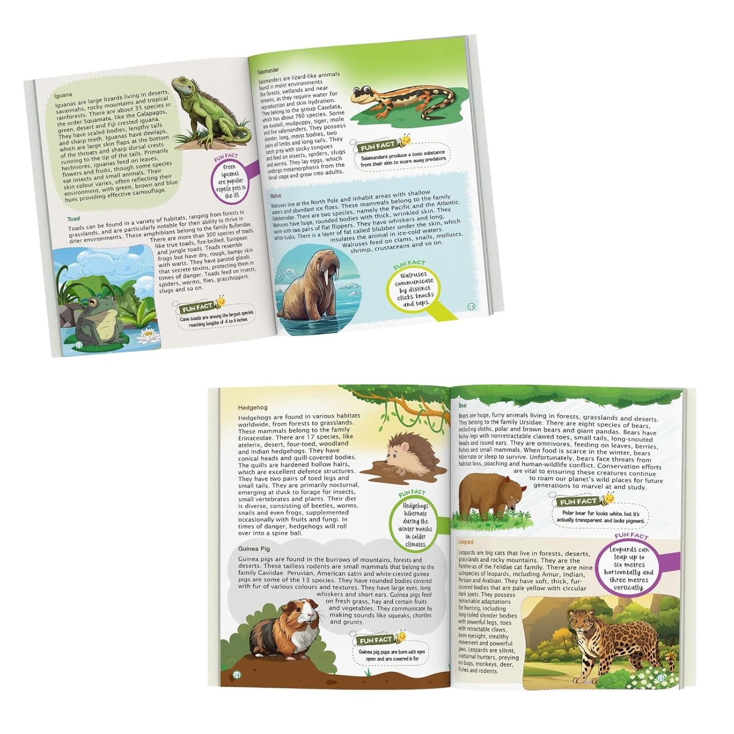 Maple Kids Encyclopedia - Nature - Knowledge Book for Kids - Picture Book for Kids. Paperback