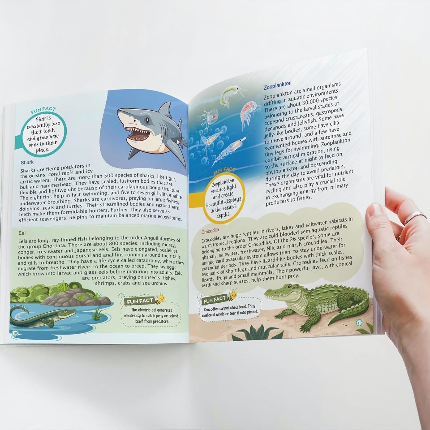 Maple Kids Encyclopedia - Nature - Knowledge Book for Kids - Picture Book for Kids. Paperback
